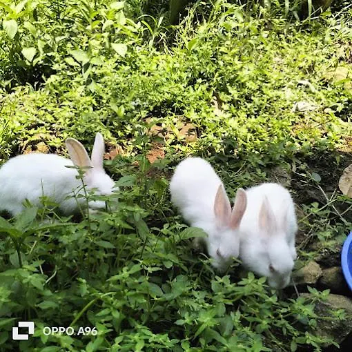 Вилла Mamalakandam - Egg House - In Diya Homestay Индия